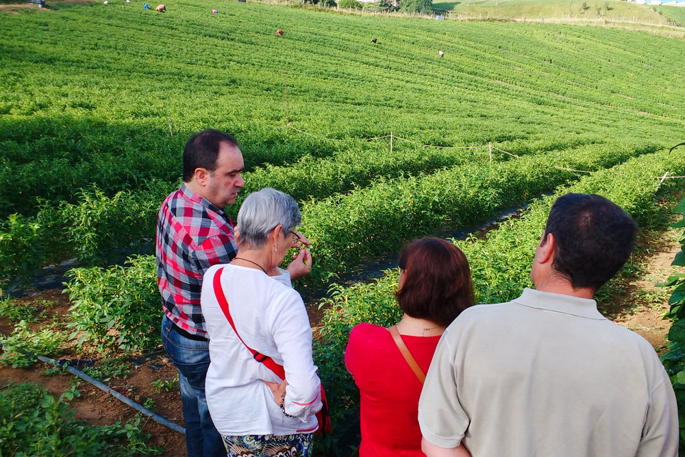 txumitxa pipar landareak bisita gidatua