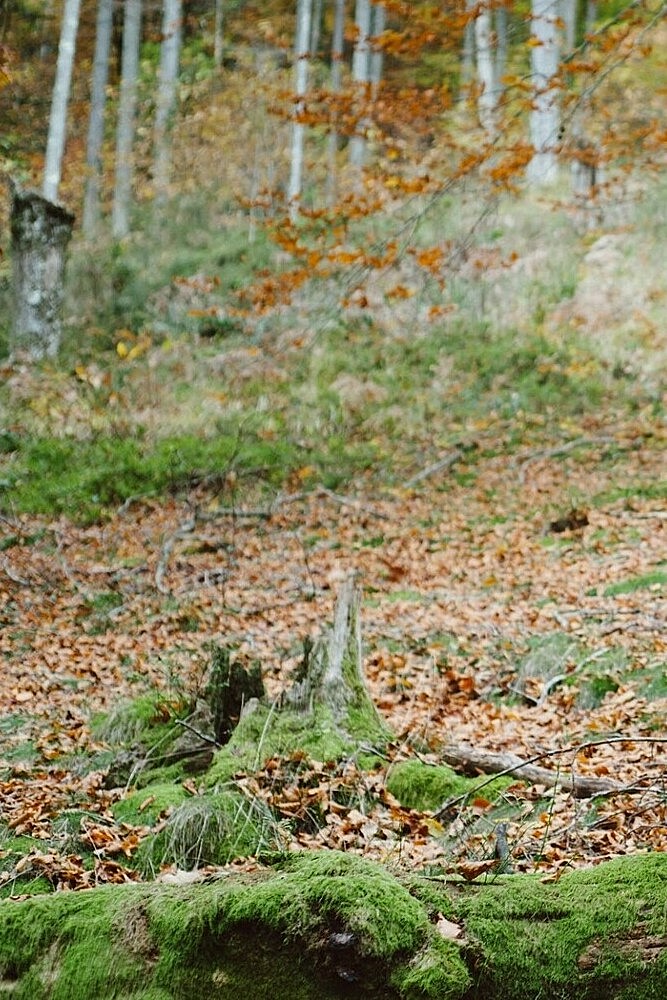 Bosque en otoño Basoa udazkenean