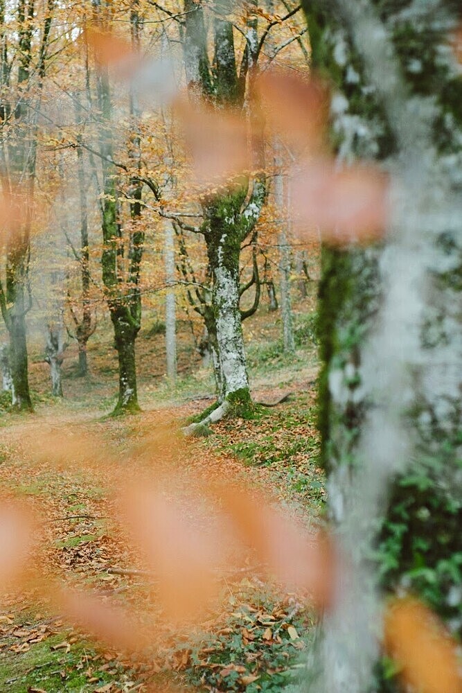 Bosque en otoño Basoa udazkenean